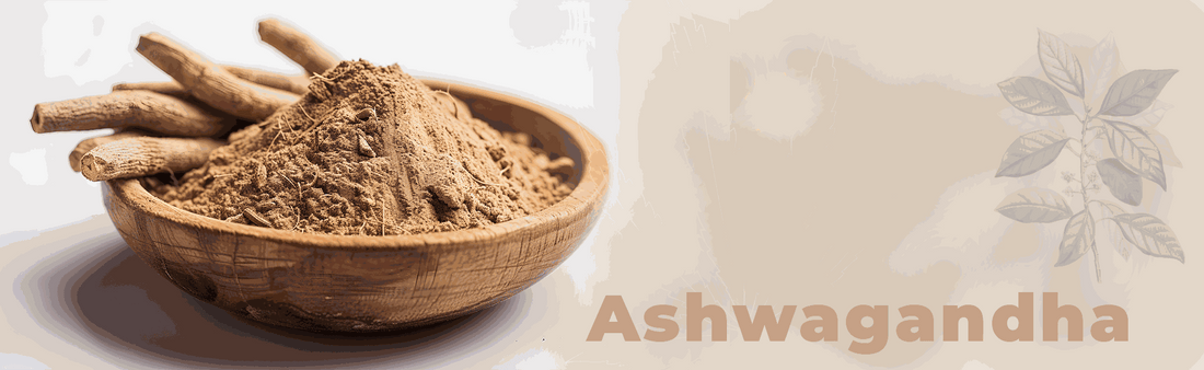 Heilpflanze des Monats: Ashwagandha – Tradition trifft moderne Entspannung