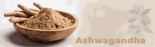 Heilpflanze des Monats: Ashwagandha – Tradition trifft moderne Entspannung
